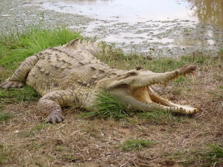 Crocodylus Intermedius