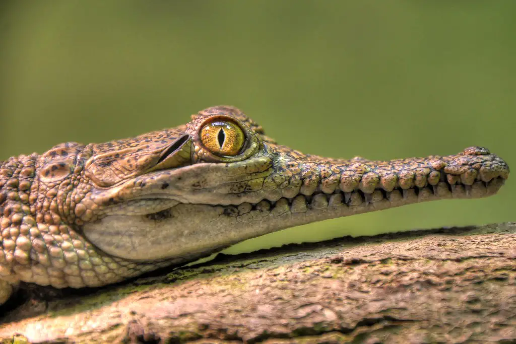 Crocodylus Johnsoni