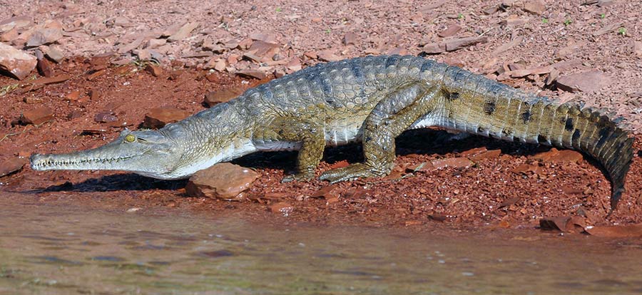 Crocodylus Johnstoni
