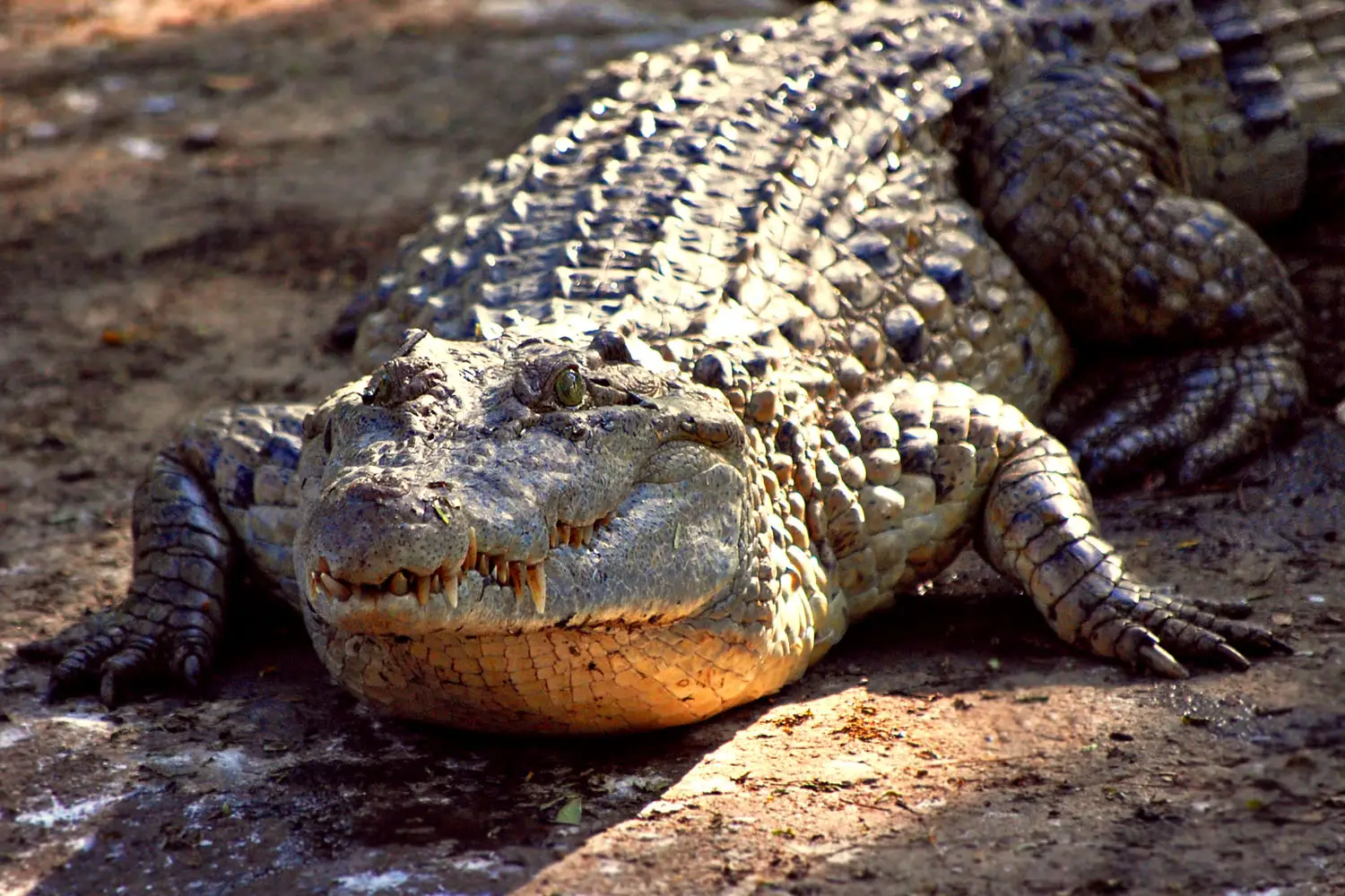 Crocodylus Moreletii