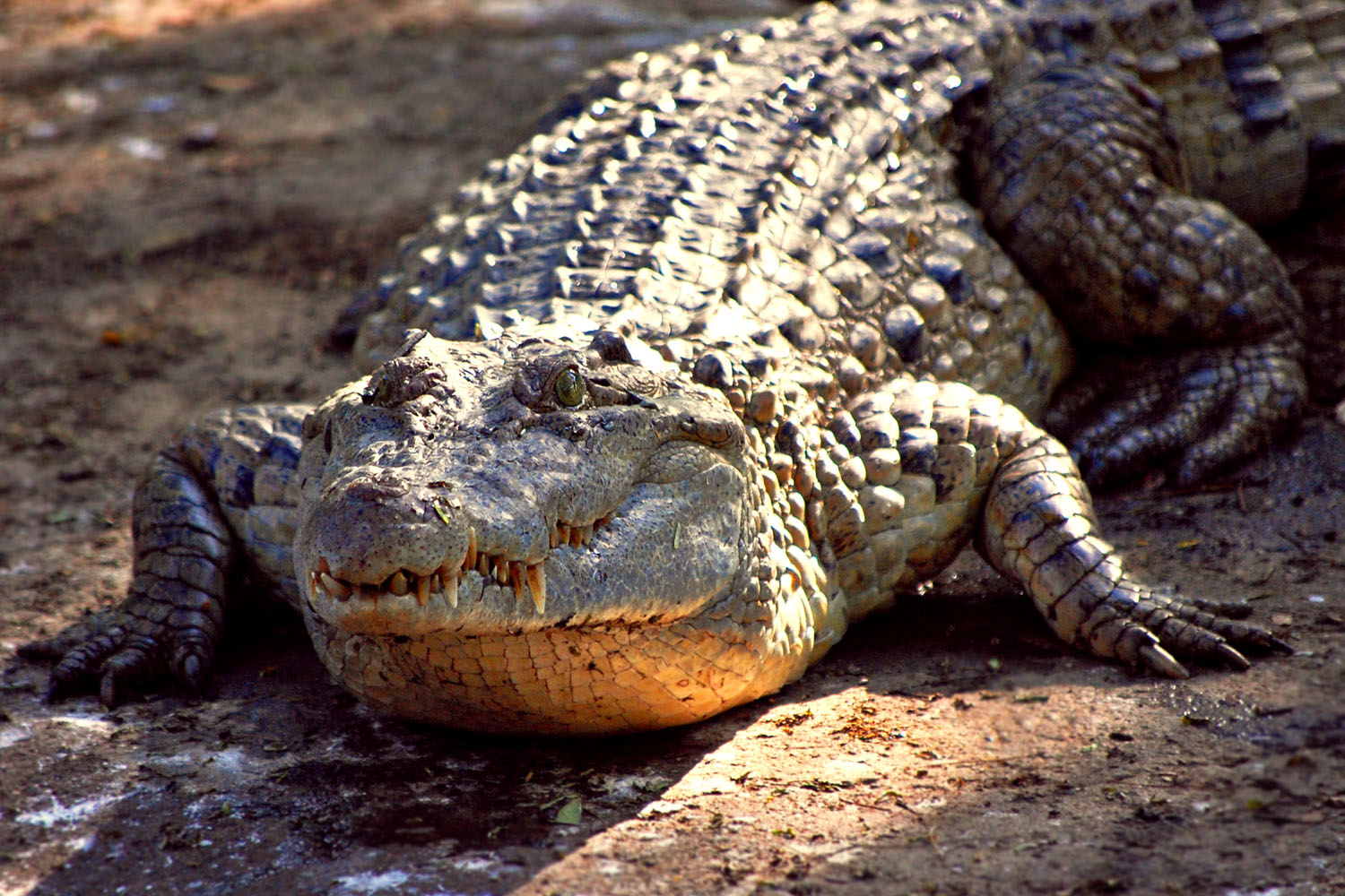 Crocodylus Moreletii