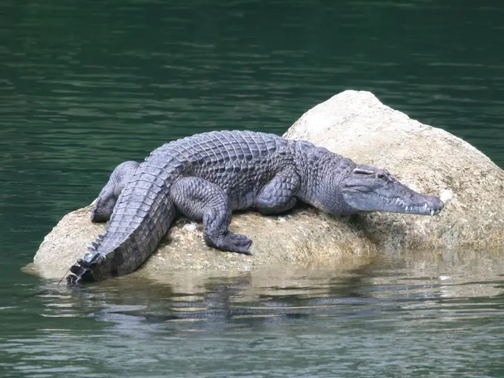 Crocodylus Mindorensis