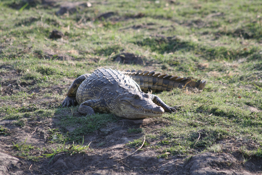 Crocodylus Niloticus