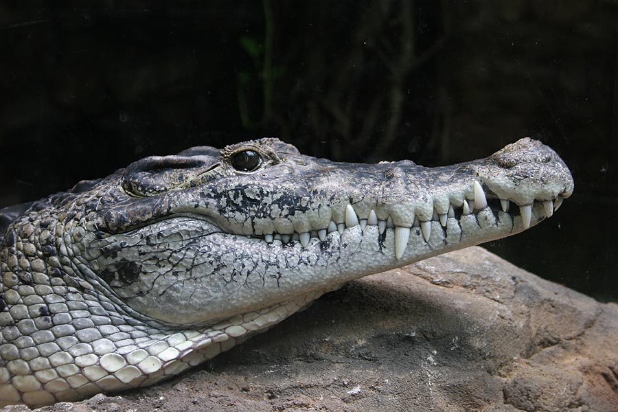 Crocodylus Novaeguinae