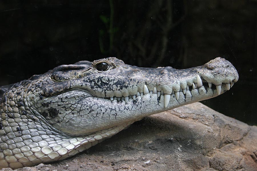 Crocodylus Novaeguineae