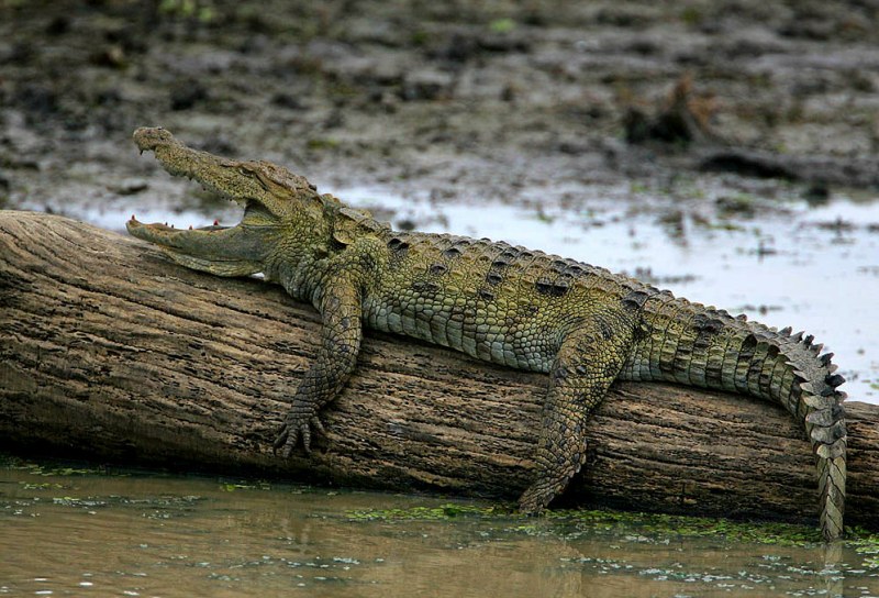 Crocodylus Palustres
