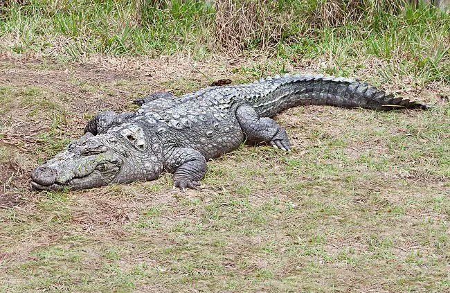 Crocodylus Palustris