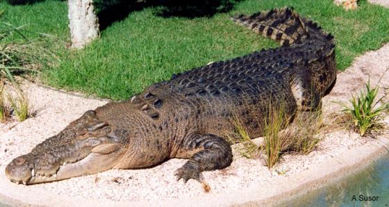 Crocodylus Porosus