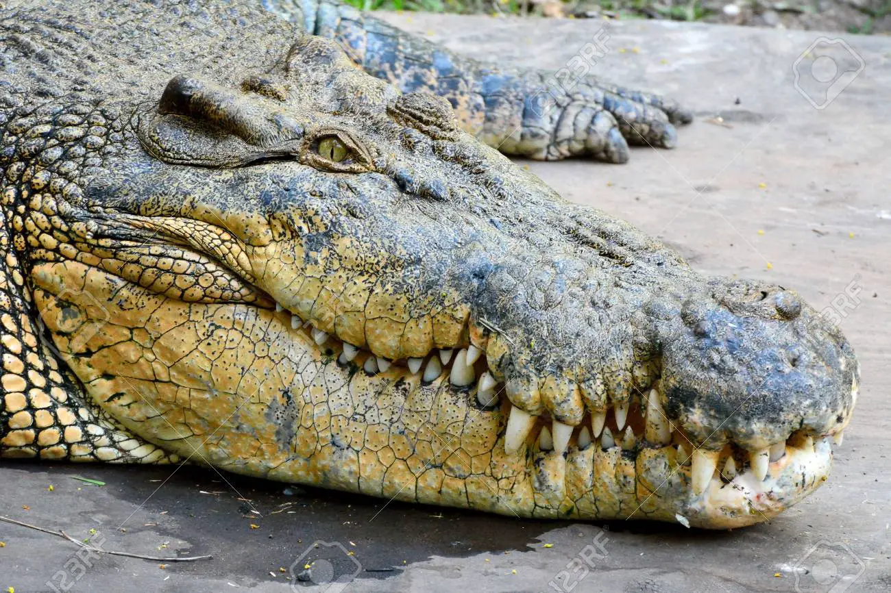 Crocodylus Porosus