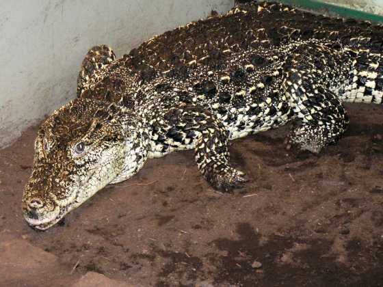 Crocodylus Rhombifer