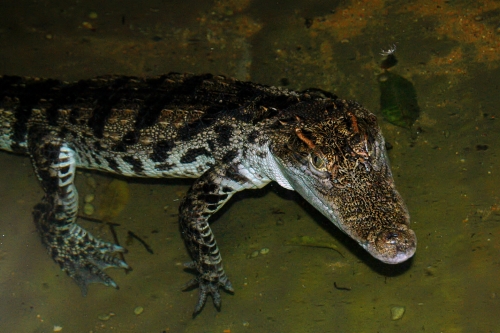 Crocodylus Siamensis