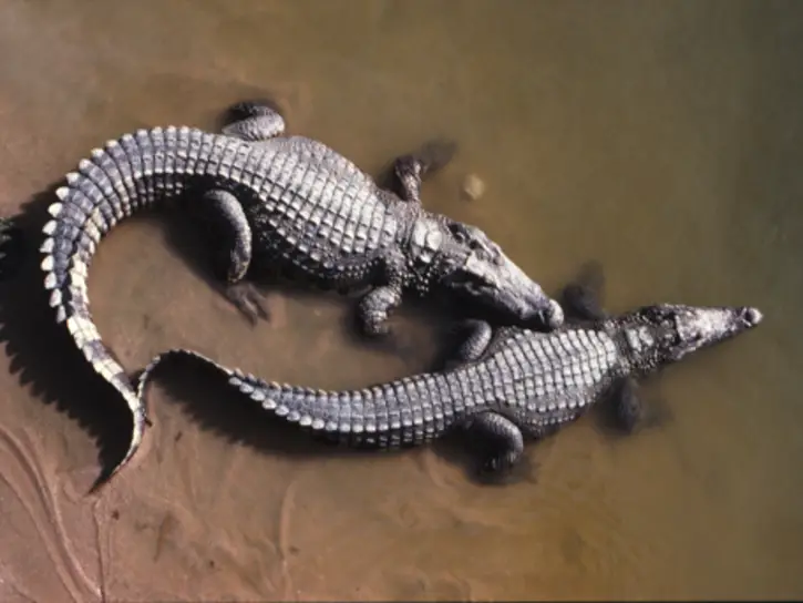 Crocodylus Siamensis