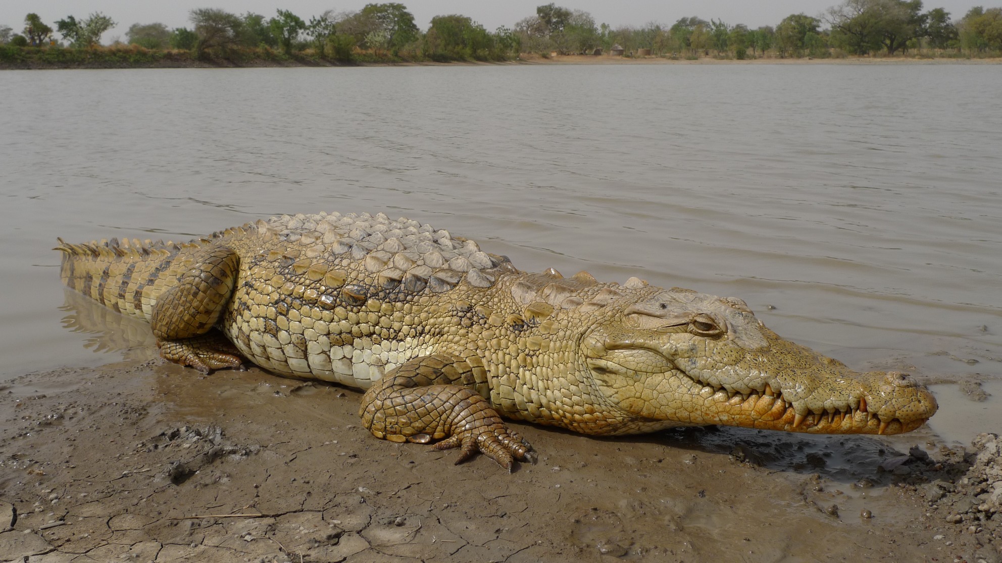 Crocodylus Suchus