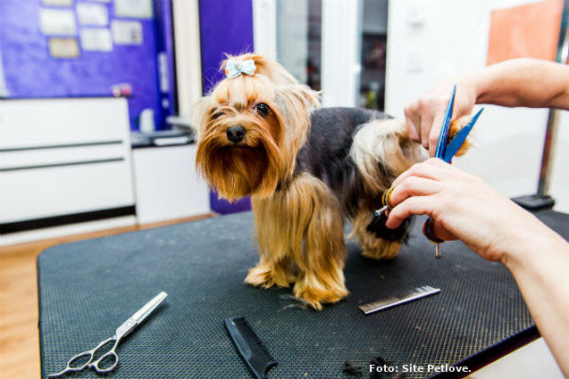 Cuidados Com o Silky Terrier