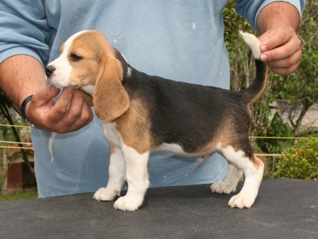 Cuidados com o Beagle