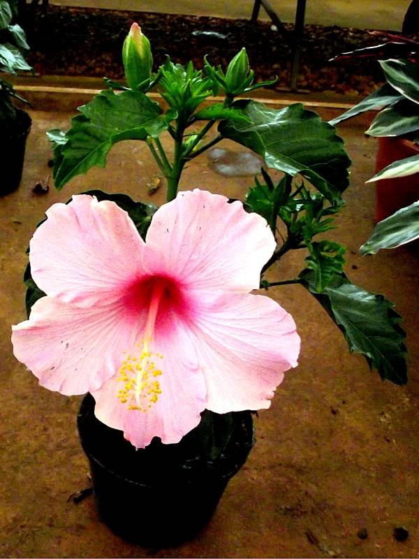 Cuidados com o Hibisco no Vaso