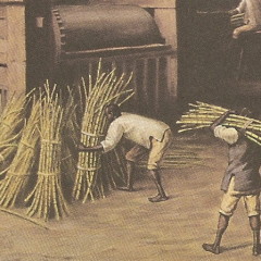 Cultivo da Cana de Açúcar
