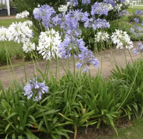 Cultivo de Agapanto no Canteiro