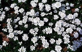 Cultivo de Candytuft