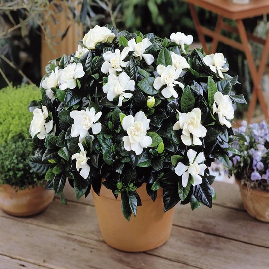 Cultivo de Flor Gardênia no Vaso