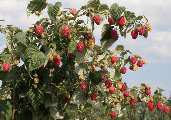 Cultivo de Framboesas no Outono