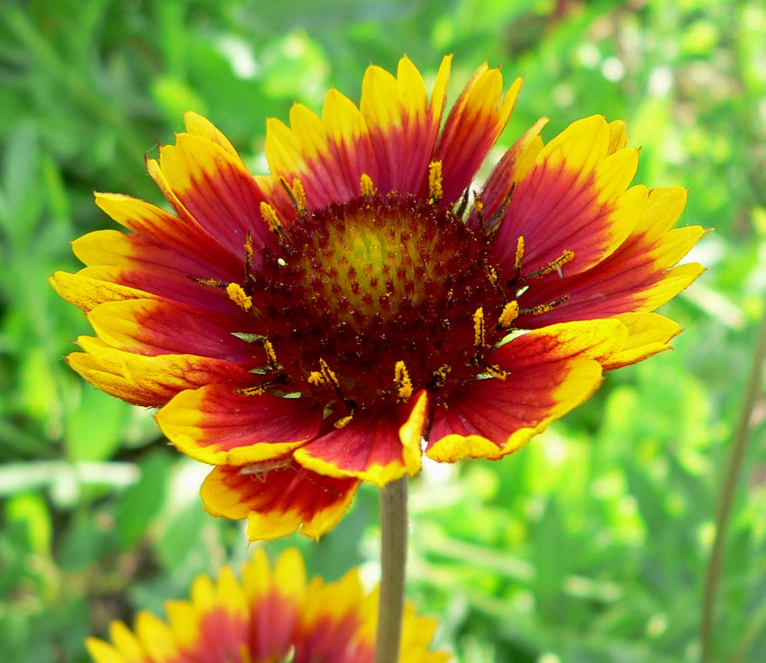 Cultura Da Flor Gailardia Dobrada