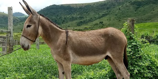 Curiosidades Sobre os Burros