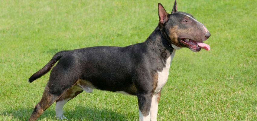 Curiosidades da Raça Mini Bull Terrier