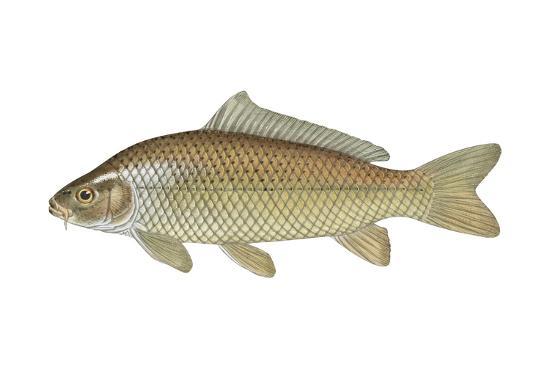 Cyprinus Carpio