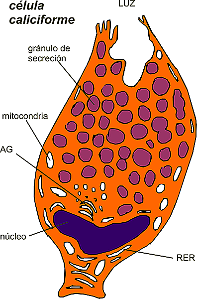 Células Caliciformes