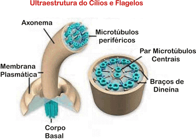 Cílios e Flagelos 