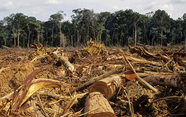 Destruição das Florestas 