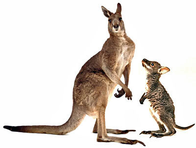 Diferença Entre Wallabies e Cangurus