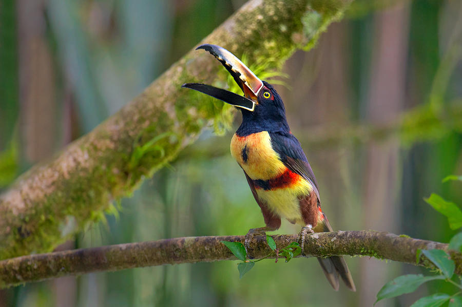 Diferenças do Araçari-de-Pescoço-Preto