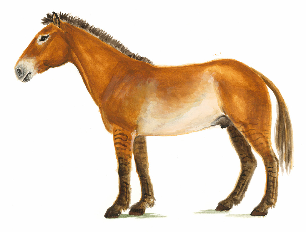 Dinohippus