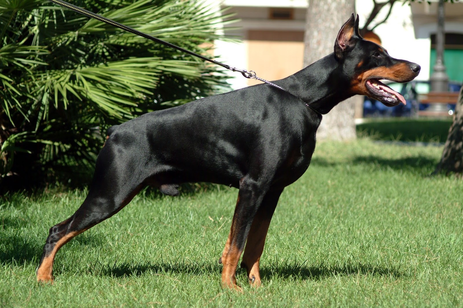 Doberman Americano em Posição de Alerta