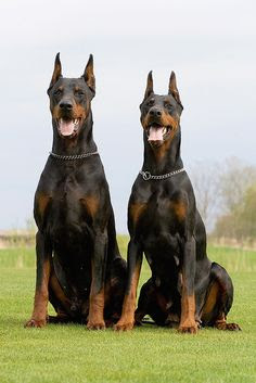 Doberman Americano 