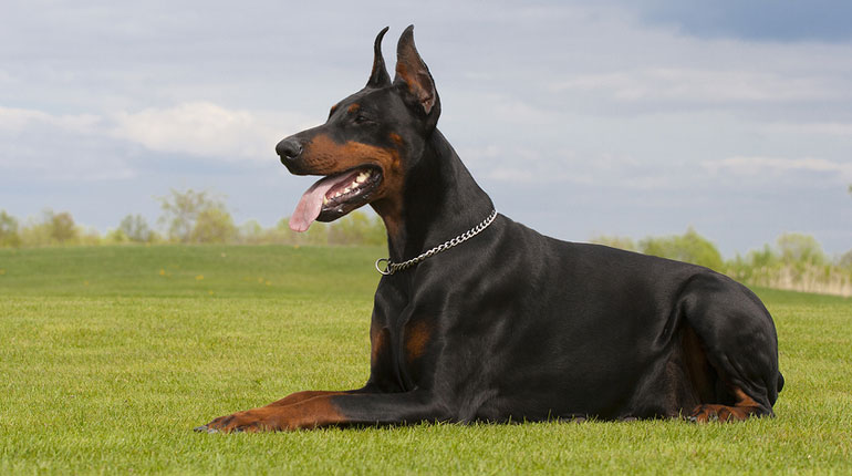 Doberman Azul e Enferrujado