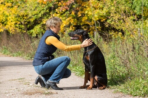 Doberman Com a Dona