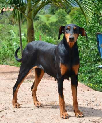 Doberman Europeu 