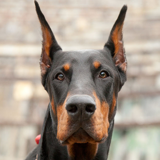 Doberman Fotografado de Frente