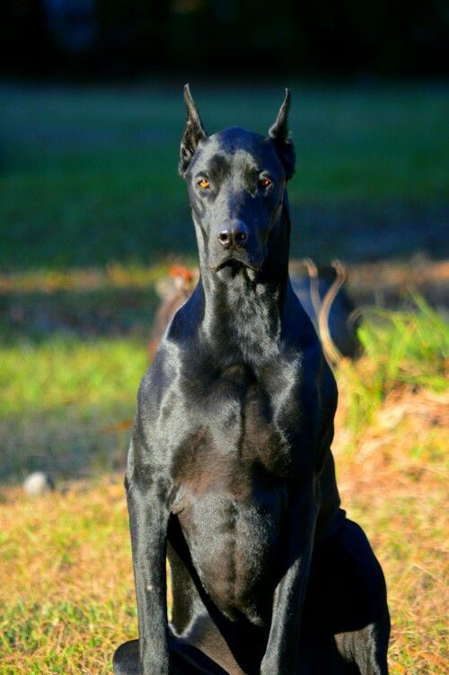 Doberman Preto