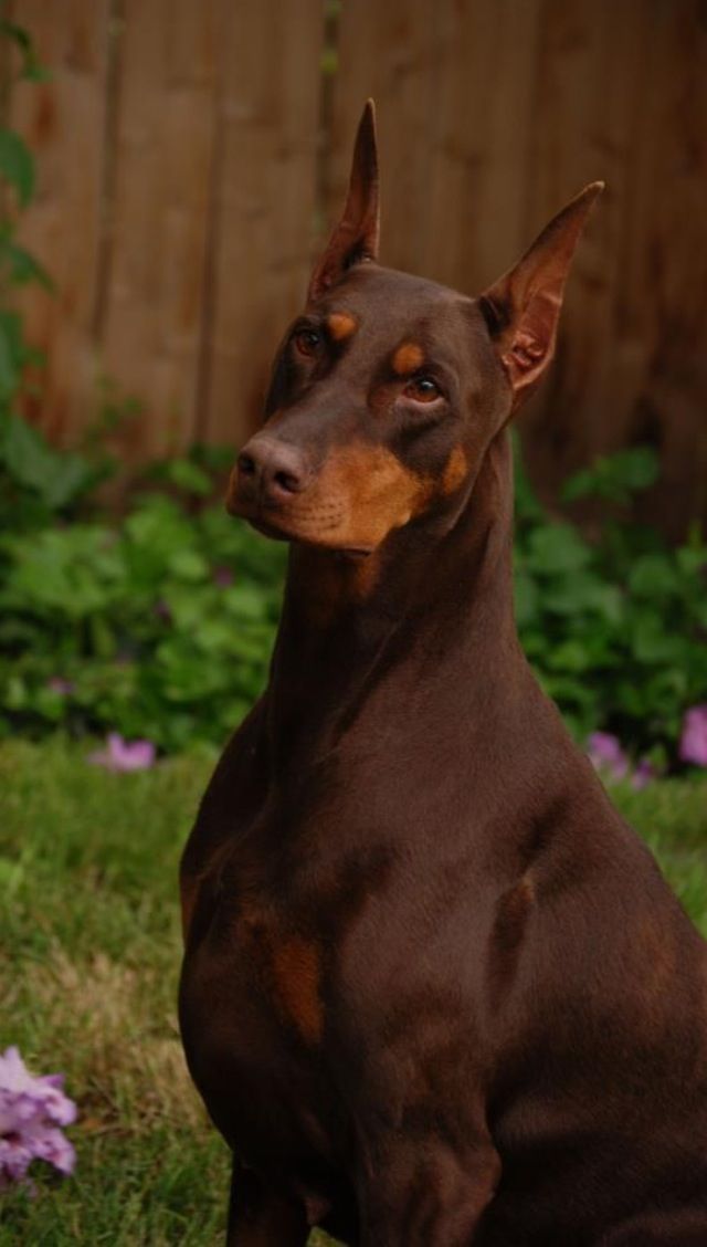 Doberman Vermelho com Ferrugem