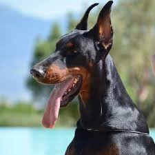 Diferenças do Dogue Alemão Para o Rottweiler, Boxer, Dobermann