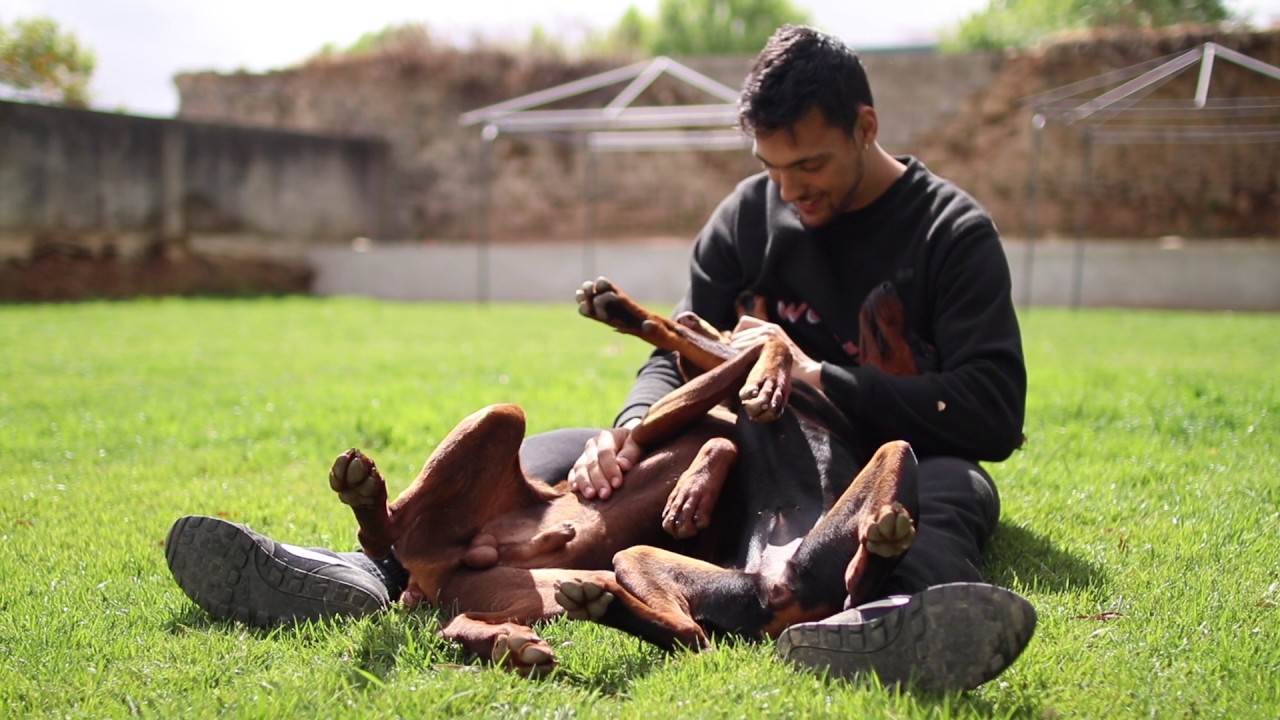 Dobermann Brincando Com o Dono 