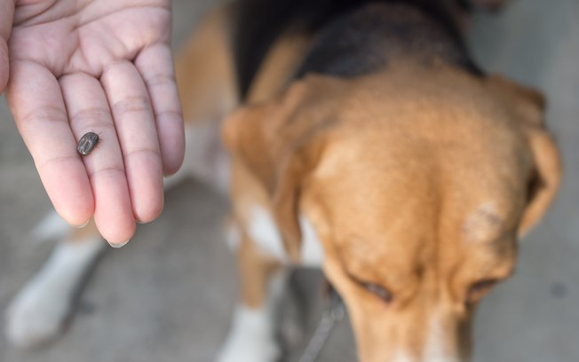 Doença de Lyme em Cachorro