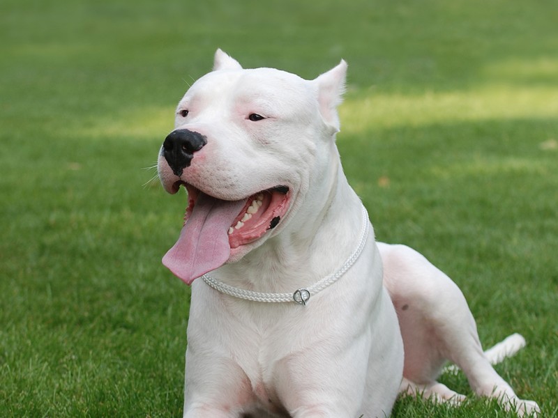 Dogo Argentino Deitado na Grama 