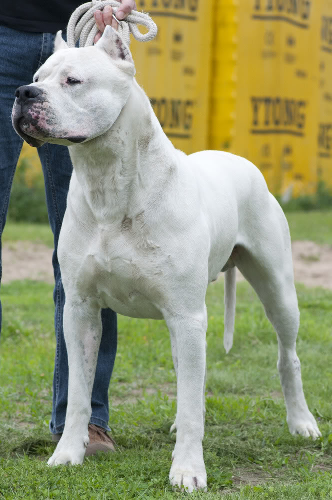 Dogo Argentino