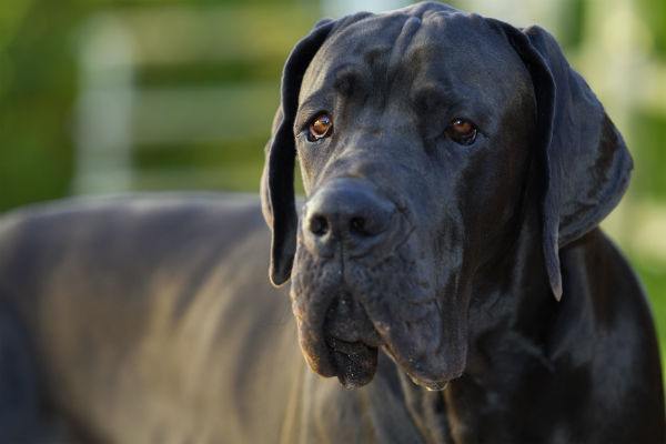 Cores do Dogue Alemão: Preto, Branco, Dourado e Arlequim Fotos
