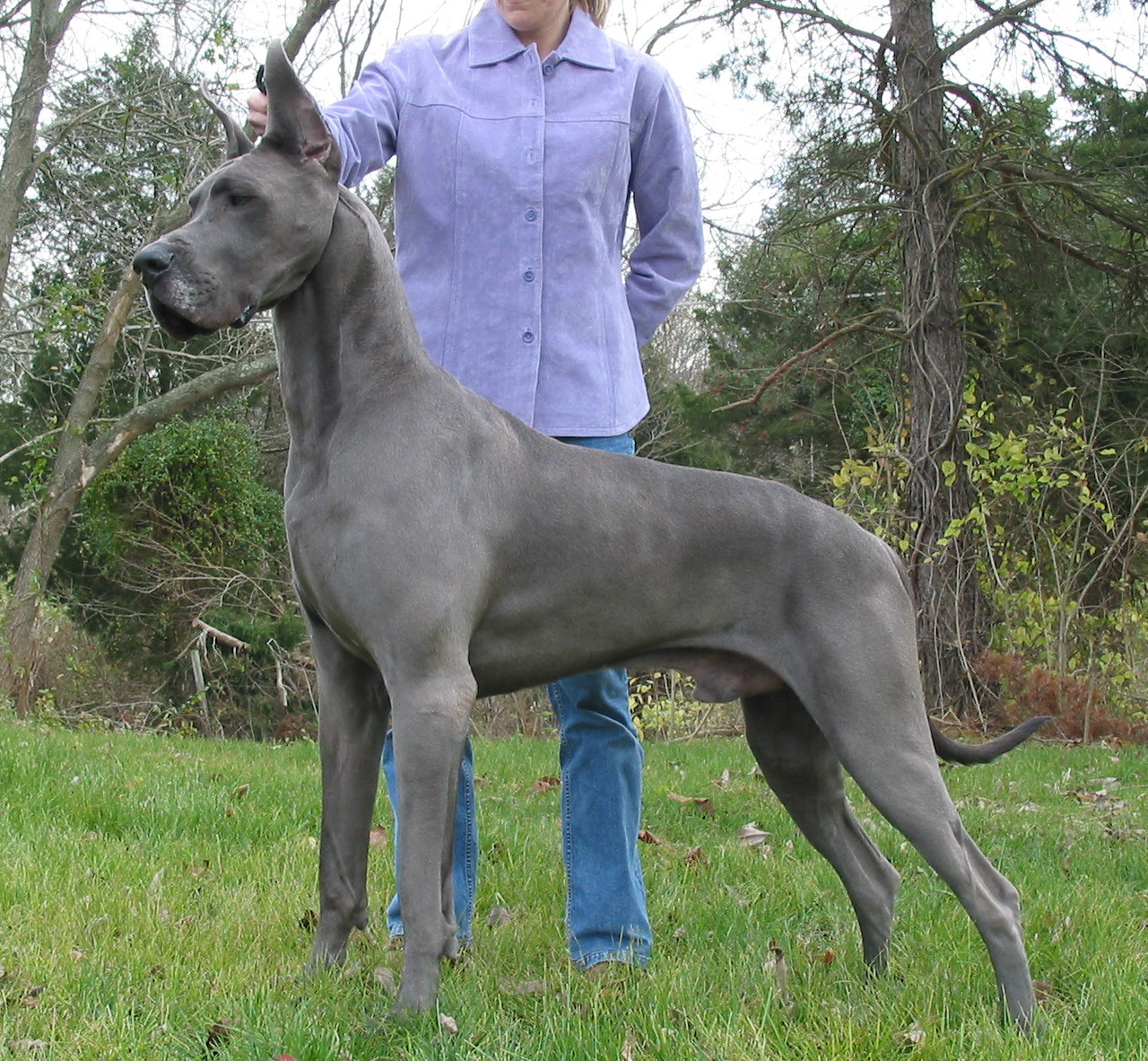 Dogue Alemão Com o Dono 